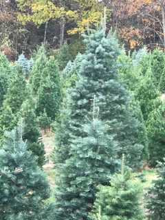 Heads Up, Hudson Valley: Christmas Tree Syndrome May Cause Illness