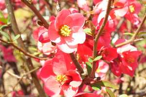 Decrease Water, Increase Beauty With Drought-Tolerant Shrubs