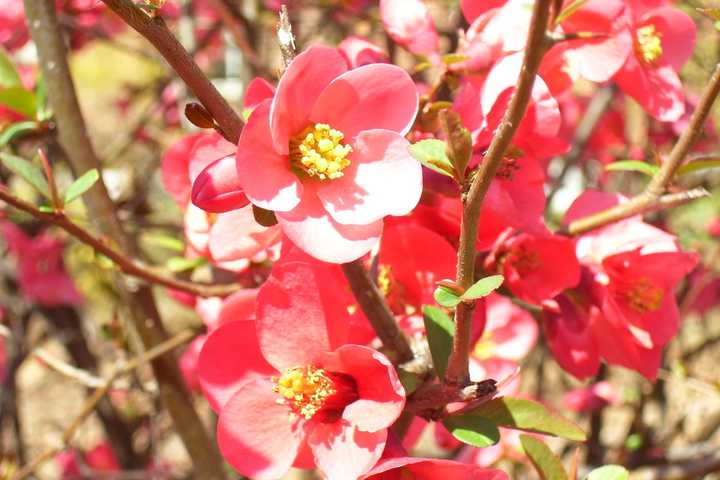 Decrease Water, Increase Beauty With Drought-Tolerant Shrubs