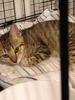 Valhalla's Forgotten Felines Seeks Donations For Cat Found In Sleepy Hollow