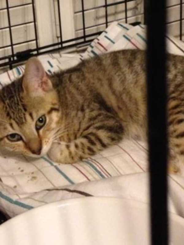 Valhalla's Forgotten Felines Seeks Donations For Cat Found In Sleepy Hollow