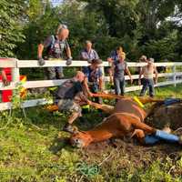 <p>Dozer being rescued.</p>