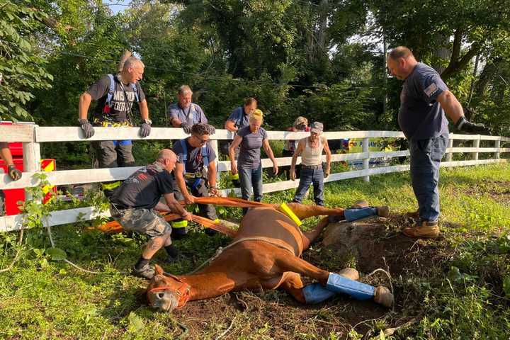 Patterson Fire Department Rescues Trapped Horse