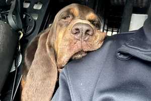 'There's A Hole In Our Hearts': Trusted, Reliable North Jersey Police Bloodhound Dies