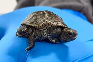 Two-Headed Turtle Found In Massachusetts