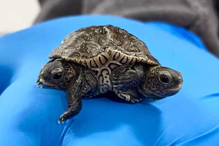 Two-Headed Turtle Found In New England