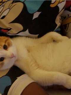 Angel The Cat Goes Missing In Mount Vernon