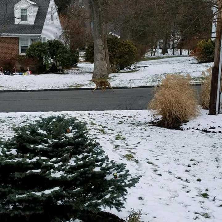 A coyote was spotted walking down the street in Nanuet.