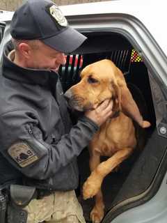 Caught On Fence, Missing Police Bloodhound Found Near Ridgefield Pond