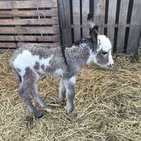 <p>Angel the foal</p>