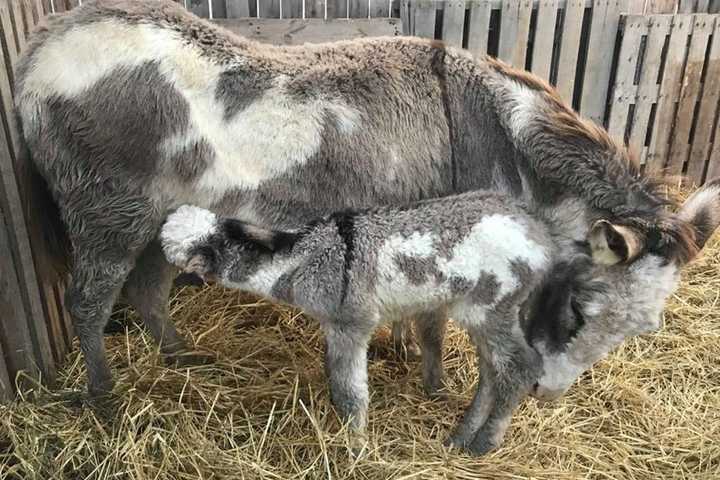 It's A Girl: Donkey Makes Special Delivery In New Windsor