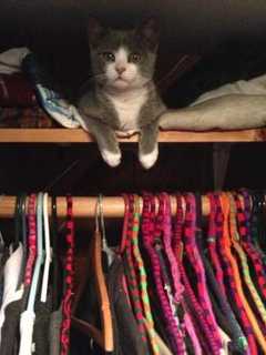 Domestic Short Hair Cat Lost In Yonkers