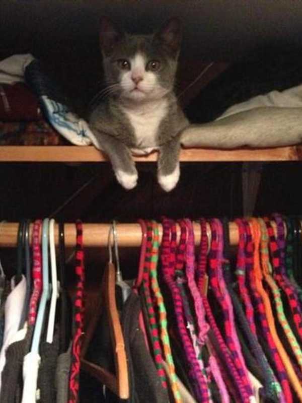 Domestic Short Hair Cat Lost In Yonkers
