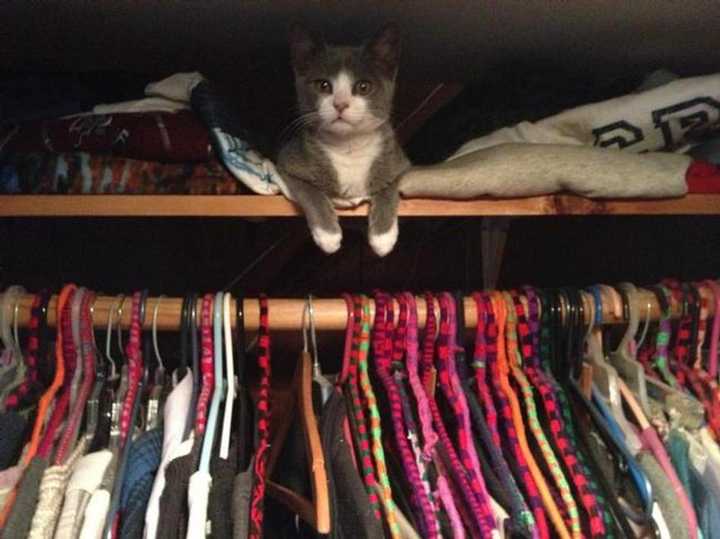 The missing Yonkers cat, Boo Boo.