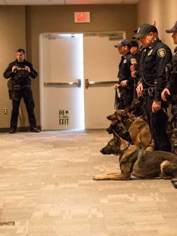 Here Are Orange County Sheriff's New K-9 Graduates