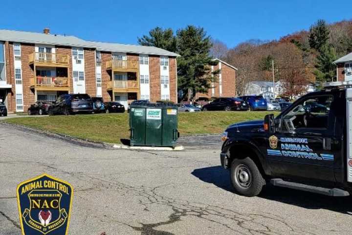 Abandoned Kittens Found In Dumpster Across From Naugatuck Police Station