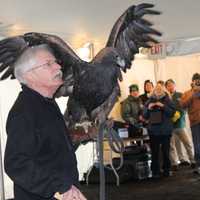 <p>A juvenile eagle struts his stuff at the last EagleFest held at the Teatown Lake Reservation , a nature preserve in Ossining.</p>