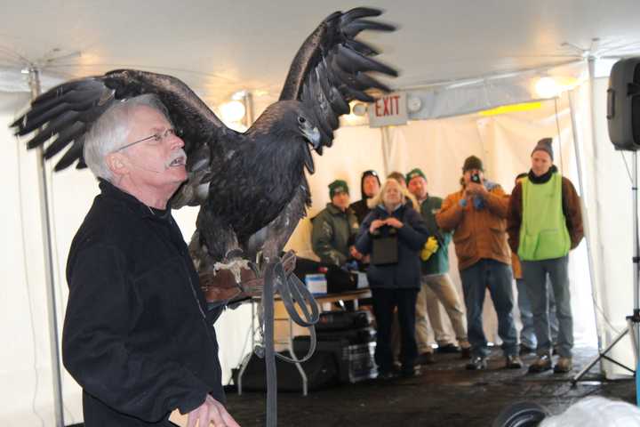 A juvenile eagle struts his stuff at the last EagleFest held at the Teatown Lake Reservation , a nature preserve in Ossining.