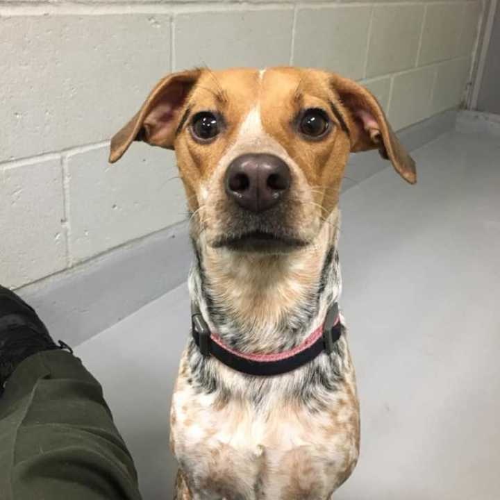 Do you know this hound or beagle mix pup? She was found in Westport.