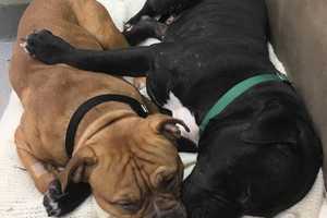 'Throw-Away Dogs' Staying In Rockland