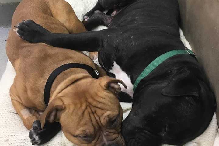 Park Ridge Rescue's 'Throw-Away Dogs' Find Solace In Each Other