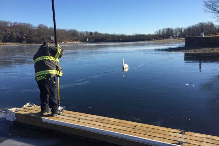 Firefighters Rescue Swan Stuck In Ice On Candlewood Lake