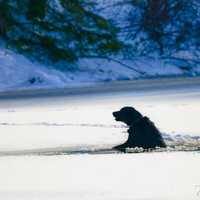 <p>Miller the dog stuck in the pond.</p>