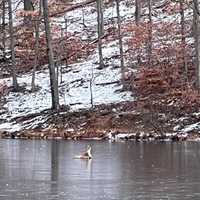 <p>Deer rescue</p>