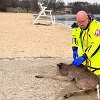 <p>Deer rescue</p>