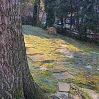 <p>Bobcats were caught on camera in Rye Brook.</p>