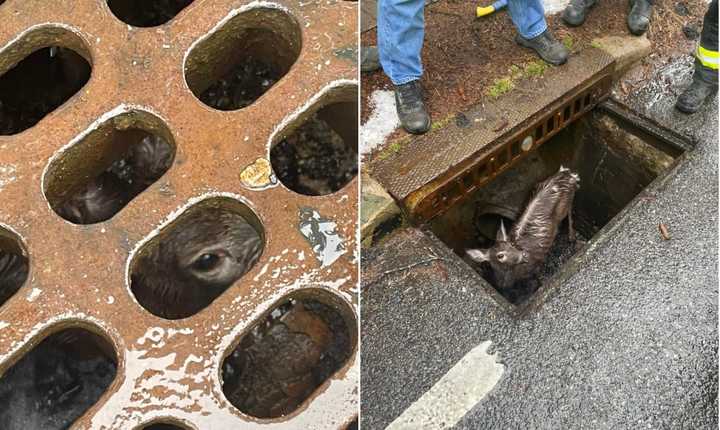 The deer was safely removed from the storm drain at County Road and Eastview Terrace in Demarest.