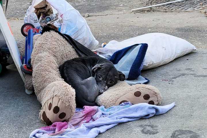 Emaciated Dog Found In Baltimore Trash Pile Finds Furever Home