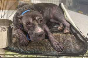 Car-Struck Pup Left For Dead Gets Much-Needed TLC From Baltimore Rescuers