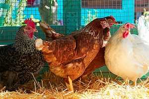 Highly Pathogenic Bird Flu Detected In Birds, Poultry At Washington County Farm