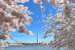 Here's When Washington DC Cherry Blossoms Will Peak