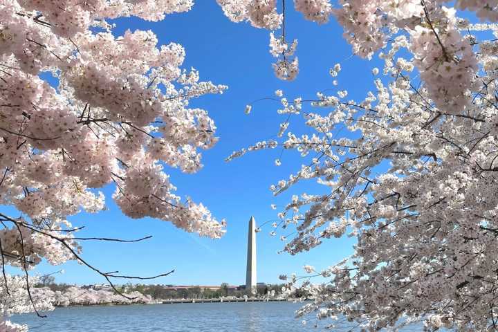 Here's When Washington DC Cherry Blossoms Will Peak