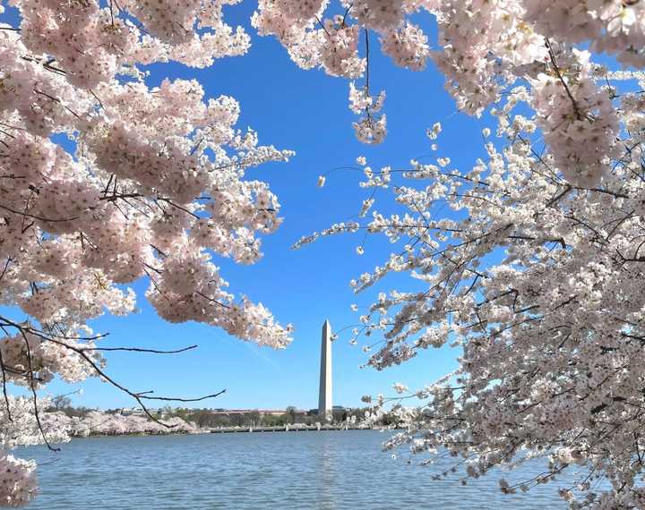 A view of the Washington Monument through peak cherry blossom trees.