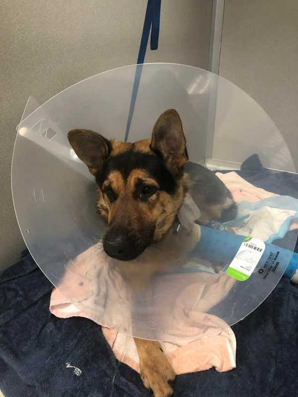 Police Seek Clues, Donations After Dog Found Shot In Derby