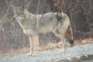 Wily Coyotes: Authorities Say Bergenites' Habits Attract Them