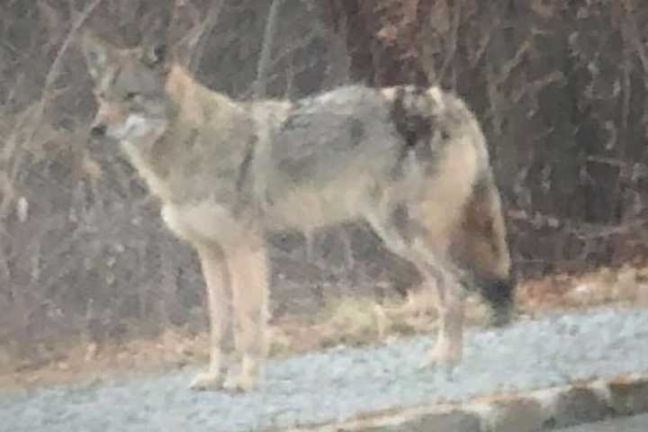 New Coyote Sighting Reported At Rockland/Bergen Border