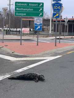 Slippery Seal Found Wandering Along Long Island Roadway