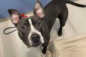 Information Sought After Dog Left Outside New Rochelle Animal Shelter