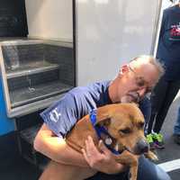 <p>One of the team members loading a rescued dog.</p>