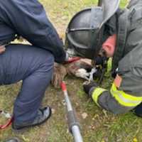 <p>A Canada Goose was rescued by firefighters in Danbury.</p>