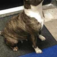 <p>This pit bull was found by patrol officers from the Tuckahoe Police Department.</p>