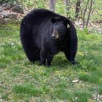 <p>Bobbi the bear.</p>