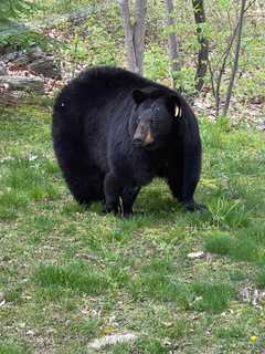 Off-Duty Cop Who Killed Beloved Bear In Newtown Won't Be Charged