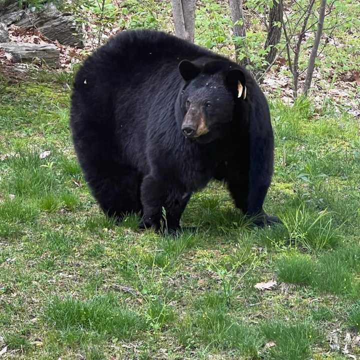 Bobbi the bear.