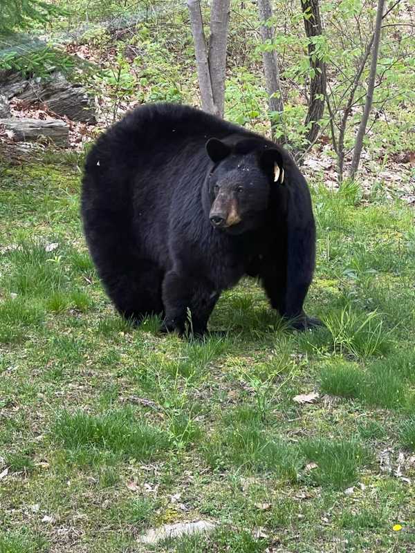 Investigation Underway After Off-Duty Cop Kills Beloved Bear In Fairfield County