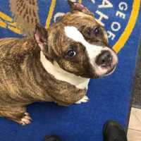 <p>This pit bull was found by patrol officers from the Tuckahoe Police Department.</p>